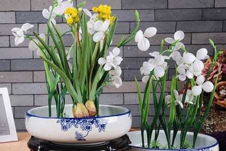 水仙花水培养殖办法