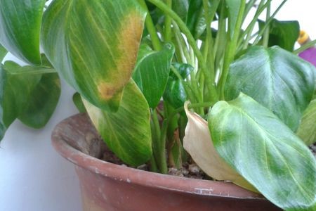 马蹄莲叶子下垂解决办法