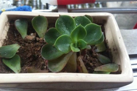 多肉叶子一碰就掉解决办法