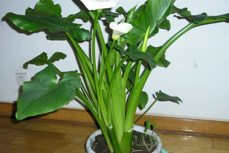 马蹄莲叶子下垂解决办法