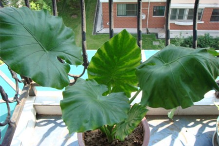 马蹄莲叶子下垂解决办法