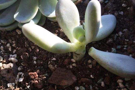 多肉叶子一碰就掉解决办法