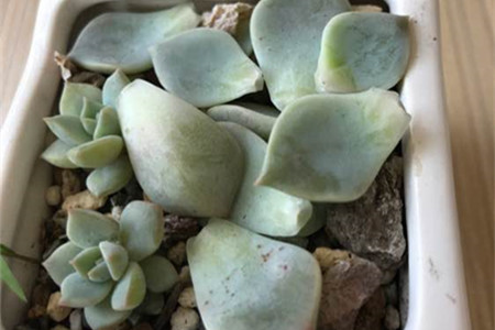 多肉叶子一碰就掉解决办法