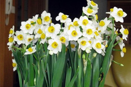 水仙花夏天怎么养