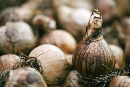 水仙花夏天怎么养