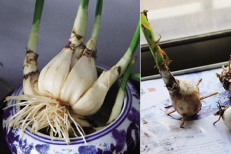 水仙花夏天怎么养