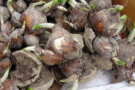 水仙花夏天怎么养