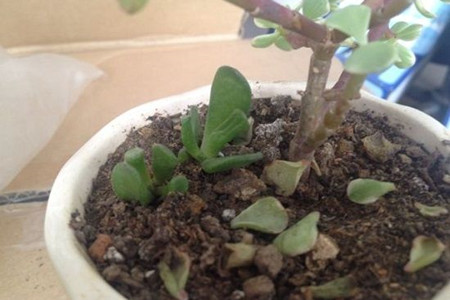 多肉叶子一碰就掉解决办法