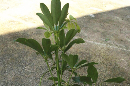 鸭脚木怎么样分叉