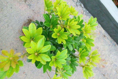 鸭脚木怎么样分叉