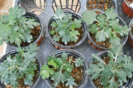 菊花种子怎么种植