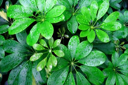 鸭脚木怎么样分叉