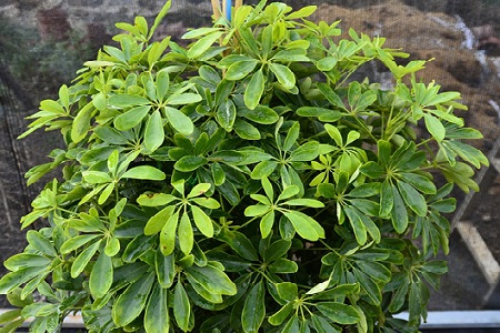 鸭脚木怎么样分叉