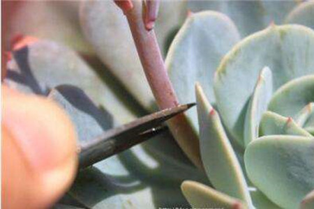 多肉怎么修剪