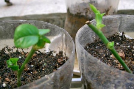 菊花开完花后怎么处理