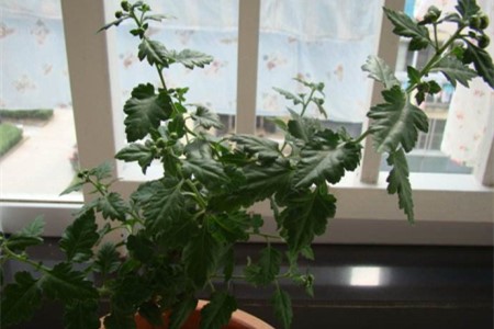 菊花开完花后怎么处理