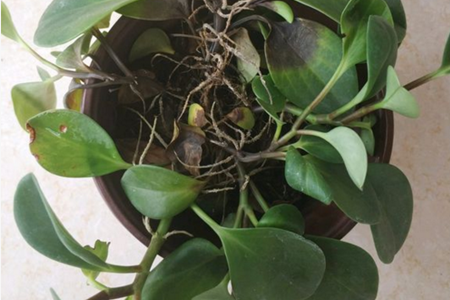 豆瓣绿怎么修剪