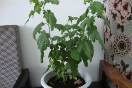 菊花叶子蔫了解决办法