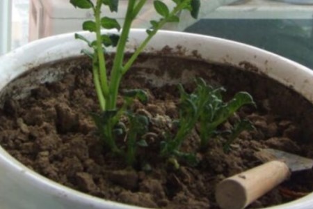 菊花叶子蔫了解决办法