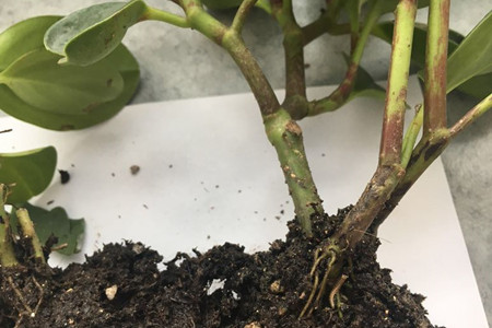 豆瓣绿怎么修剪