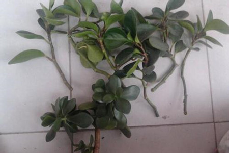 豆瓣绿怎么修剪