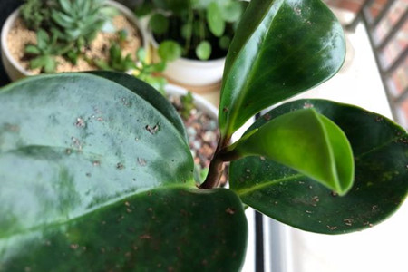 豆瓣绿怎么修剪