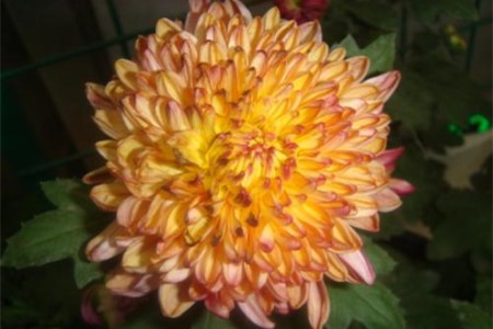 菊花叶子蔫了解决办法