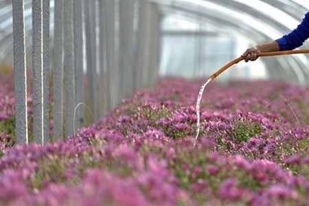 菊花叶子卷曲是啥原因