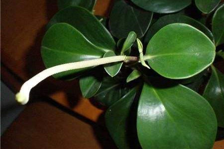 豆瓣绿怎么扦插