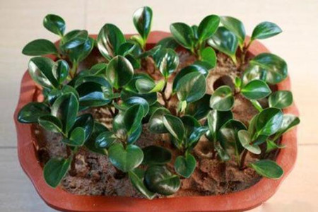 豆瓣绿怎么扦插