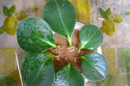 豆瓣绿怎么扦插