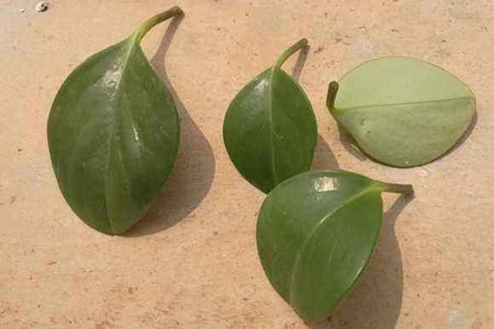 豆瓣绿怎么扦插