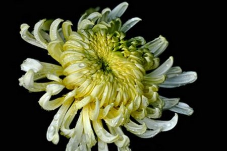 菊花叶子卷曲是啥原因