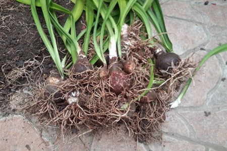 朱顶红怎么过冬