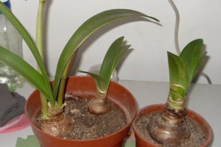 朱顶红怎么过冬