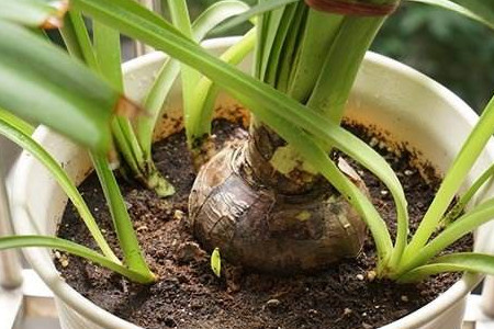 朱顶红怎么施肥