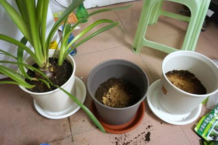 朱顶红怎么施肥