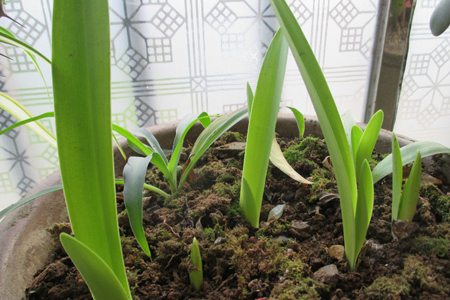 朱顶红怎么施肥