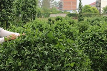 菊花不开花是什么问题