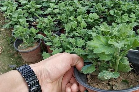 菊花不开花是什么问题