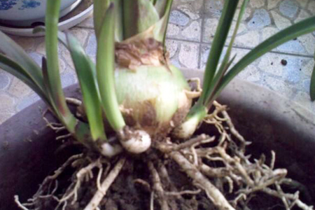 朱顶红怎么水培