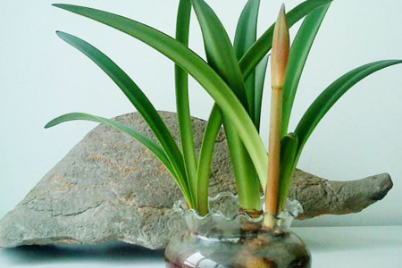 朱顶红怎么水培