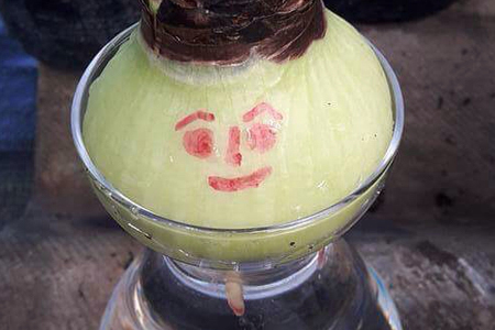 朱顶红怎么水培