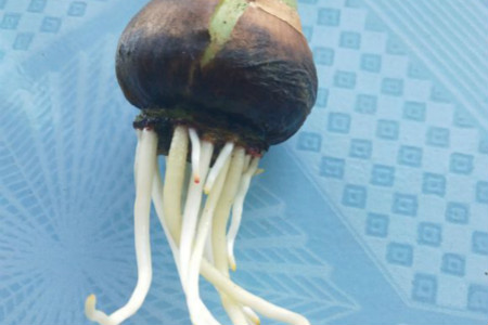 朱顶红怎么种植