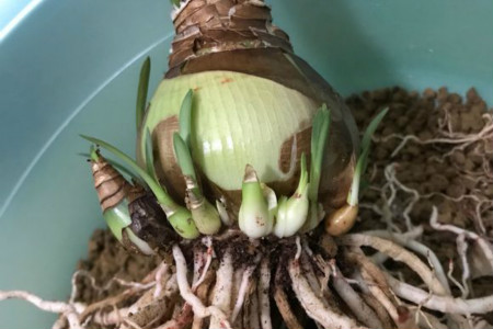 朱顶红怎么种植