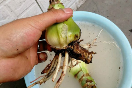 朱顶红怎么种植