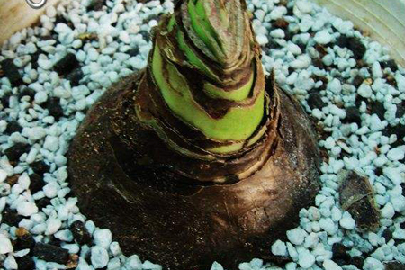 朱顶红怎么种植