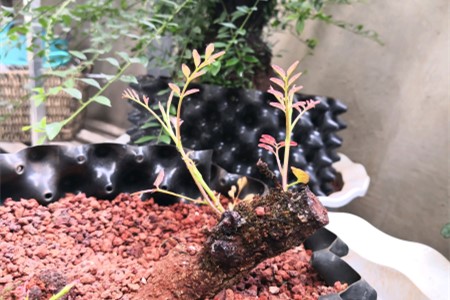 清香木怎么样嫁接