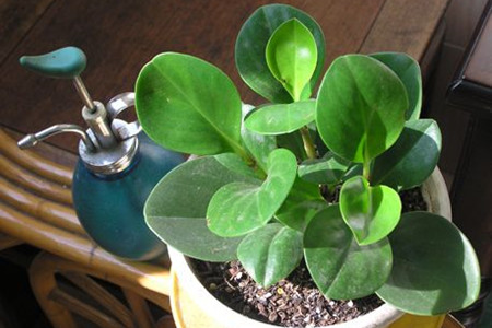 豆瓣绿怎么样浇水