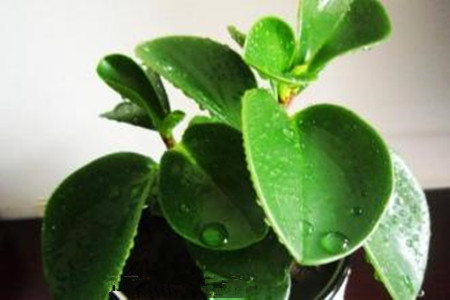 豆瓣绿怎么样浇水